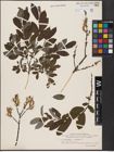 Foto von Salix aurita L. x Salix myrtilloides L.